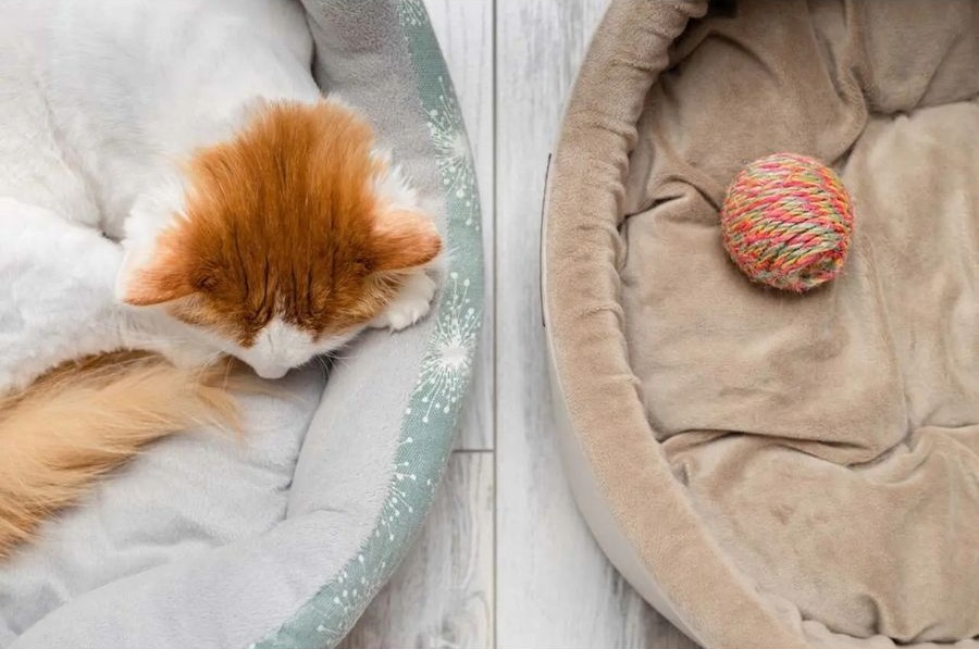 Behawioralne objawy stresu u kota